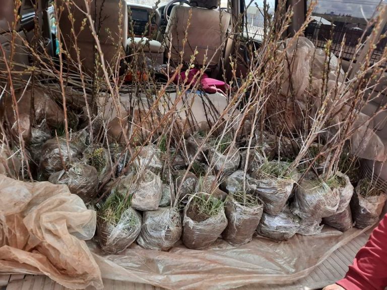 Mongolei: Kampagne zum Pflanzen von Bäumen